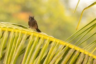Red-vented Bulbul (Pycnonotus cafer)