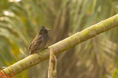 Red-vented Bulbul (Pycnonotus cafer)