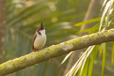 Red-whiskered Bulbul (Pycnonotus jocosus)