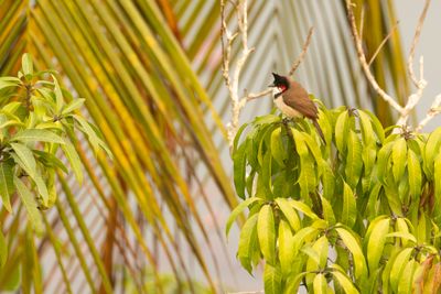 Red-whiskered Bulbul (Pycnonotus jocosus)