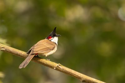Red-whiskered Bulbul (Pycnonotus jocosus)