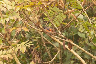 Rosy Minivet (Pericrocotus roseus)