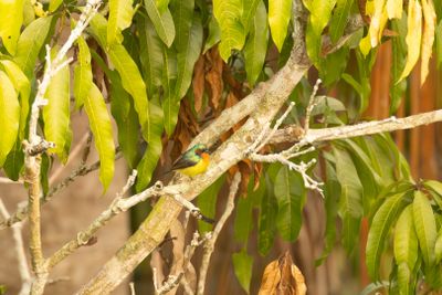 Ruby-cheeked Sunbird (Chalcoparia singalensis)