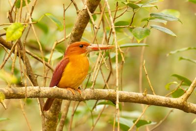 Ruddy Kingfisher (Halcyon coromanda)