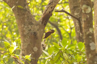 Rufous Woodpecker (Micropternus brachyurus)