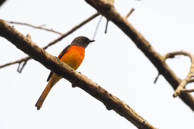 Cuckooshrikes