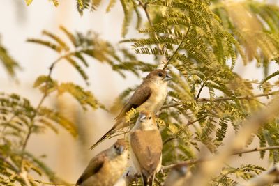 Waxbills, Munias & Allies