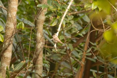 Asian Brown Flycatcher (Muscicapa dauurica)