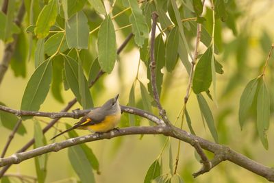 Cuckooshrikes