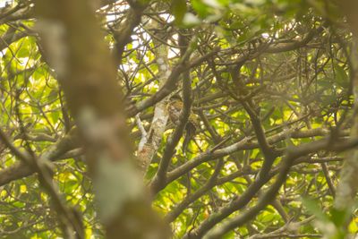 Streak-breasted Woodpecker (Picus viridanus)