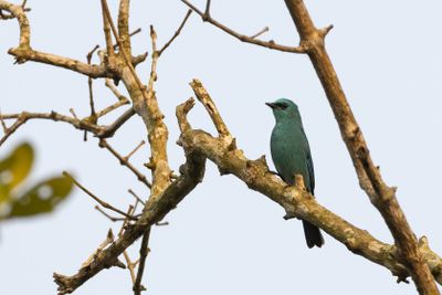 Verditer Flycatcher (Eumyias thalassinus)