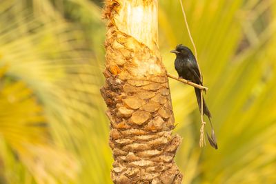 Drongos
