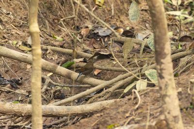 Old World Flycatchers