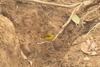 Bulbuls
