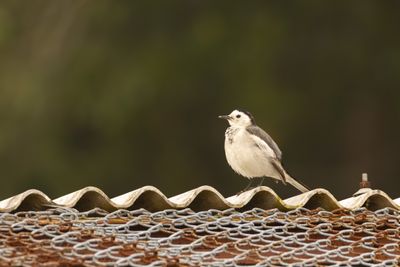 White Wagtail (Motacilla alba)