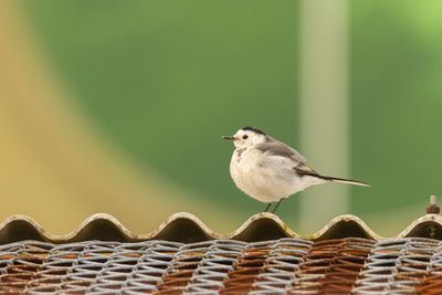 Wagtails & Pipits