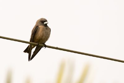 Woodswallows