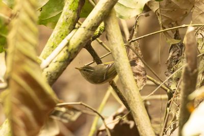 Leaf Warblers