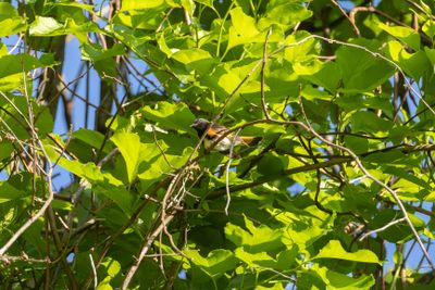 American Redstart (Setophaga ruticilla)