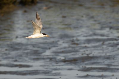 Common Tern (Sterna hirundo)
