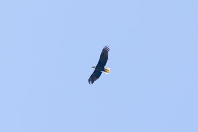Bald Eagle (Haliaeetus leucocephalus)