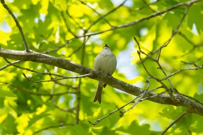 Chipping Sparrow (Spizella passerina)