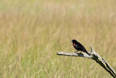 Red-winged Blackbird (Agelaius phoeniceus)