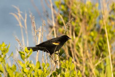 Red-winged Blackbird (Agelaius phoeniceus)