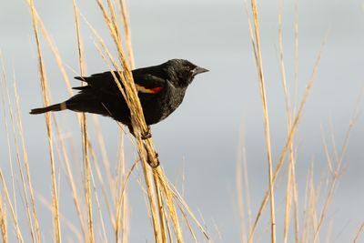Red-winged Blackbird (Agelaius phoeniceus)
