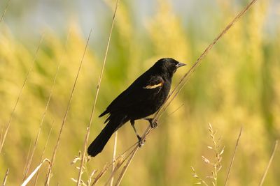blavk bird23 (1 av 1).jpg