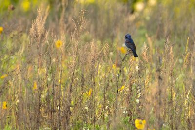 Blue Grosbeak (Passerina caerulea)