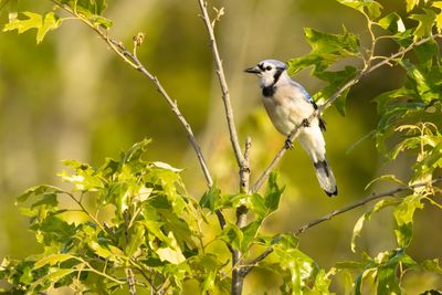 Blue Jay (Cyanocitta cristata)