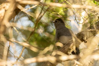 Grey Catbird (Dumetella carolinensis)