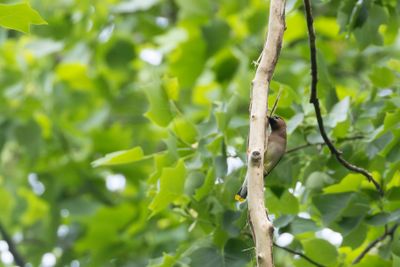Cedar Waxwing (Bombycilla cedrorum)