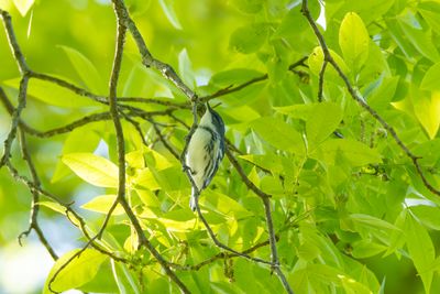 Cerulean Warbler (Setophaga cerulea)