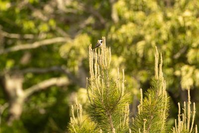 Black-capped Chickadee (Poecile atricapillus)
