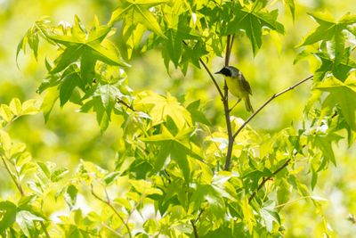 Common Yellowthroat (Geothlypis trichas)