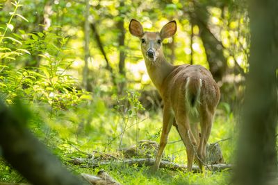 White-tailed Deer (Odocoileus virginianus)