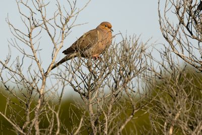 Mourning Dove (Zenaida macroura)
