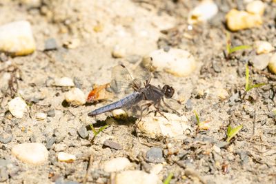 Dragonfly sp.