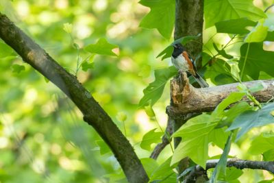 Eastern Towhee (Pipilo erythrophthalmus)