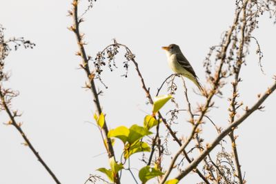 Willow Flycatcher (Empidonax traillii)