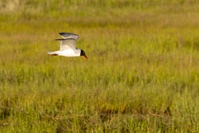 Laughing Gull (Leucophaeus atricilla)