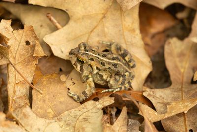 Fowler's Toad (Anaxyrus fowleri)