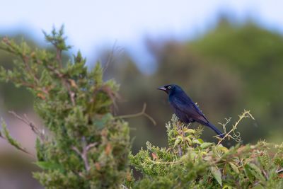 Common Grackle (Quiscalus quiscula)
