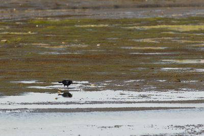 Boat-tailed Grackle (Quiscalus major)