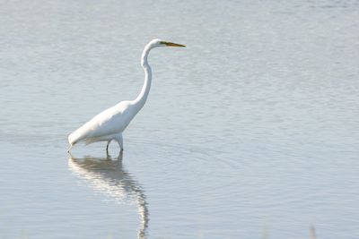 Great Egret (Ardea alba)