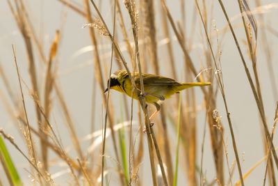 Common Yellowthroat (Geothlypis trichas)
