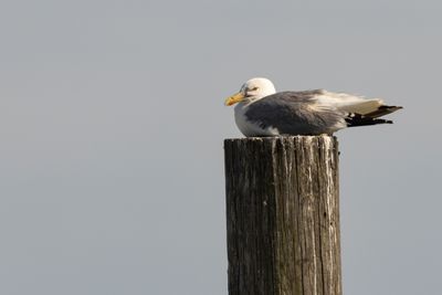 Great Black-backed Gull (Larus marinus)