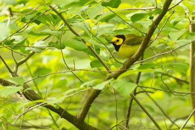 Hooded Warbler (Setophaga citrina)